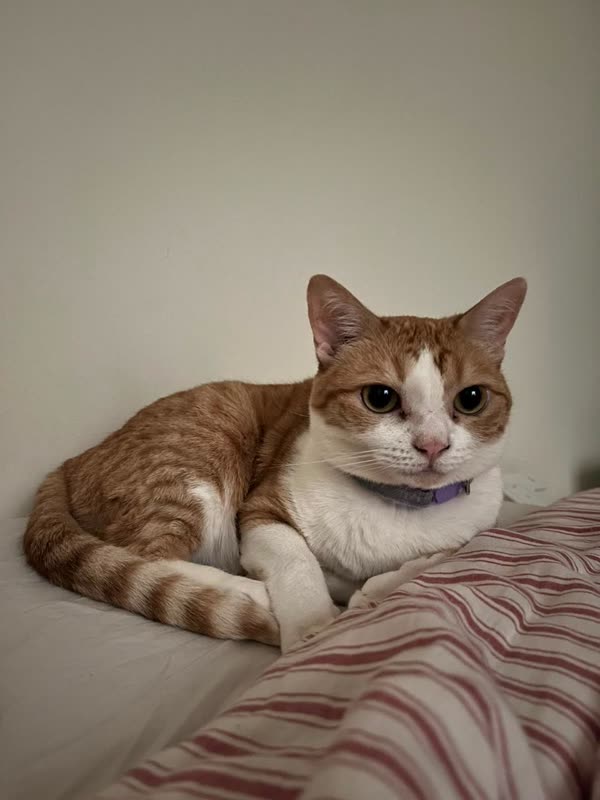 Kaylie the cat