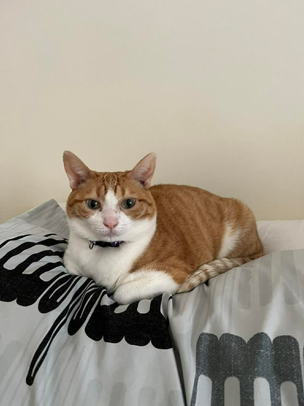Kim the cat